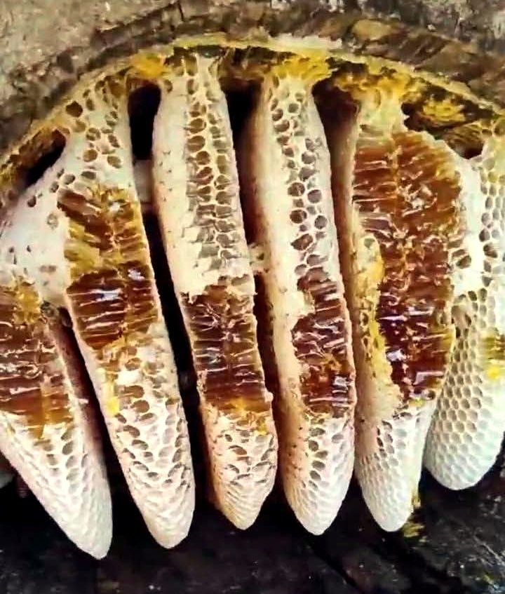 Freshly harvested honeycomb held in hand