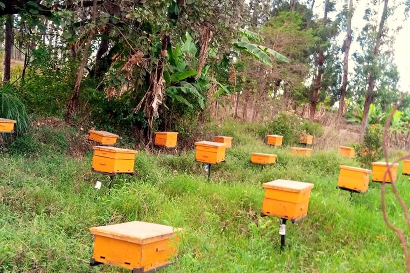 A row of managed beehives in a green apiary