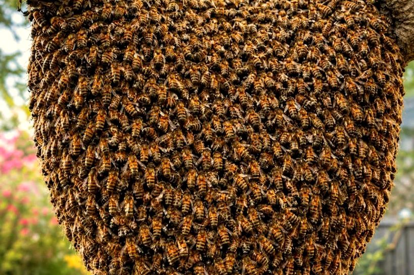 A large bee swarm clustered on a tree branch before relocation